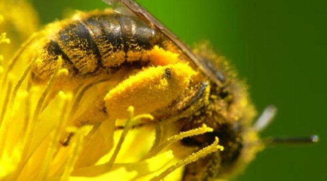 Ha egy méhecskének megváltozik a viselkedése, akkor ennek közvetlen kihatása lesz a Földön létező életre.