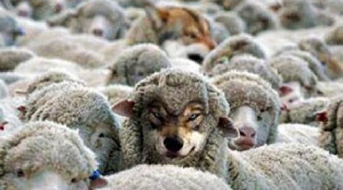 Óvakodjatok a hamis prófétáktól, akik juhok ruhájában jönnek hozzátok, de belül ragadozó farkasok.